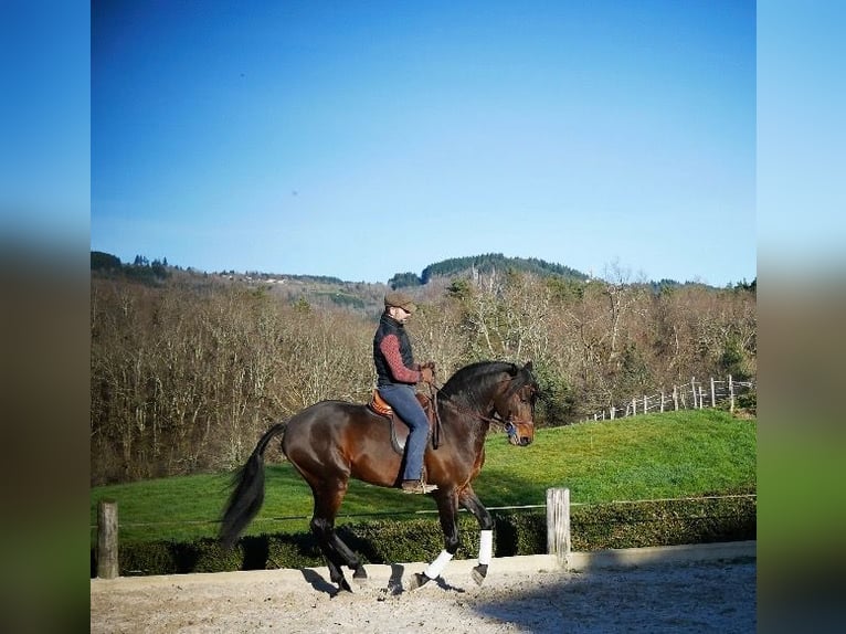 Lusitano Gelding 10 years 16 hh Brown in Escoutoux