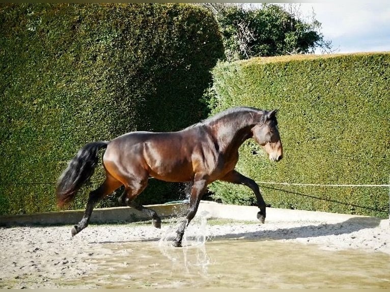 Lusitano Gelding 10 years 16 hh Brown in Escoutoux