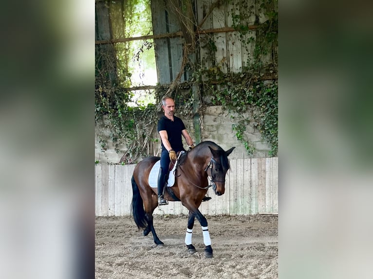 Lusitano Gelding 10 years 16 hh Brown in Escoutoux