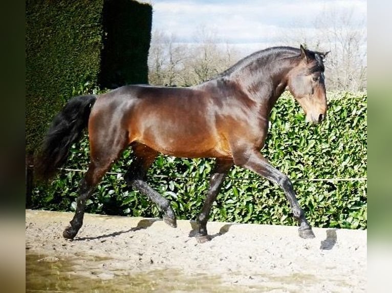 Lusitano Gelding 10 years 16 hh Brown in Escoutoux