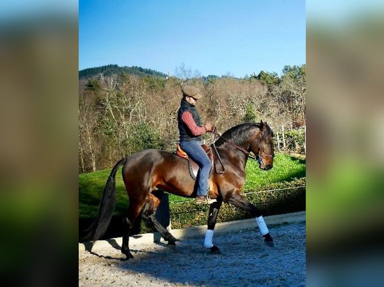 Lusitano Gelding 10 years 16 hh Brown in Escoutoux