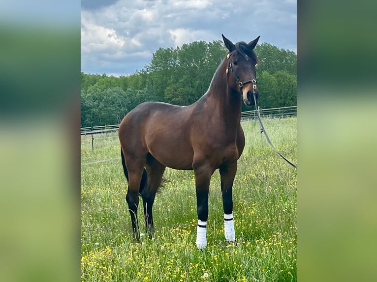 Lusitano Gelding 10 years 16 hh Brown in Escoutoux