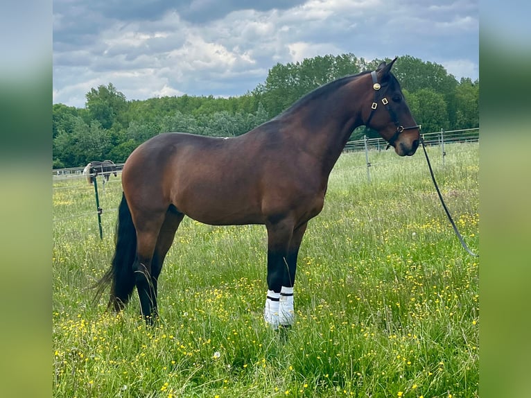 Lusitano Gelding 10 years 16 hh Brown in Escoutoux