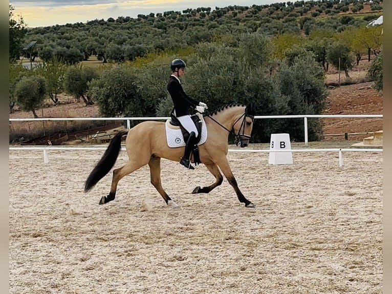 Lusitano Gelding 10 years 16 hh Buckskin in Madrid