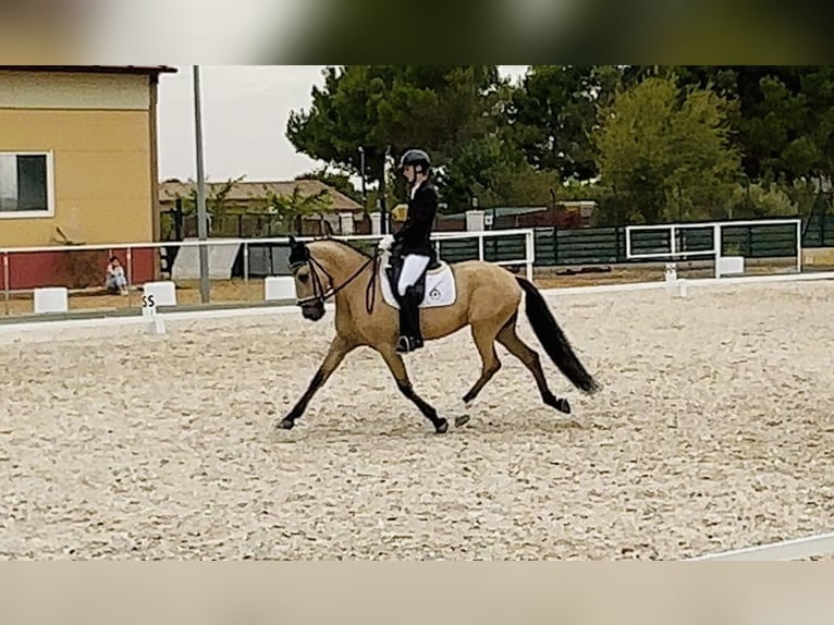 Lusitano Gelding 10 years 16 hh Buckskin in Madrid