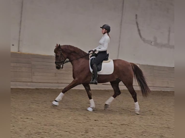 Lusitano Mix Gelding 10 years 16 hh Chestnut-Red in Wiener Neustadt