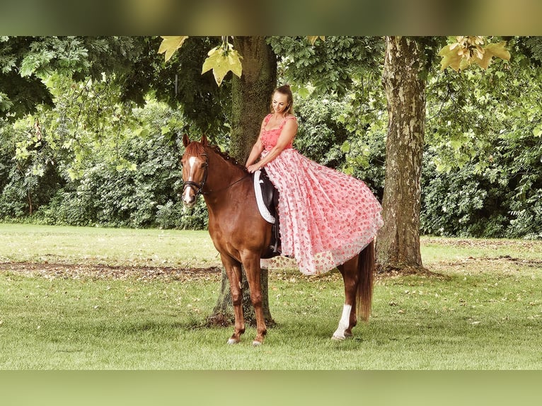 Lusitano Mix Gelding 10 years 16 hh Chestnut-Red in Wiener Neustadt