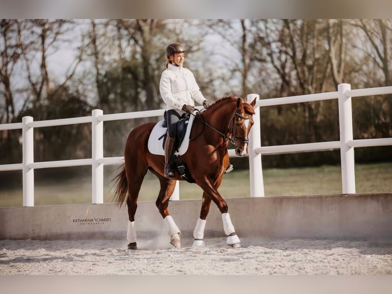 Lusitano Mix Gelding 10 years 16 hh Chestnut-Red in Wiener Neustadt