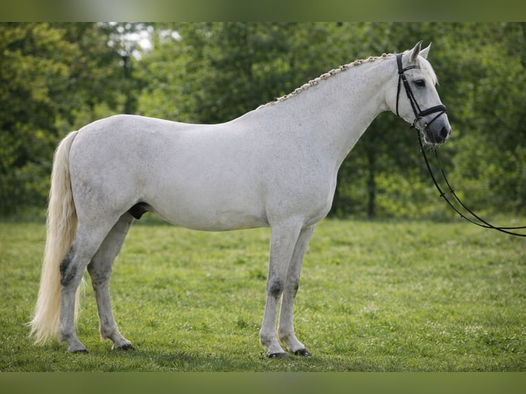 Lusitano Gelding 10 years 16 hh Grey in St Andre de Corcy