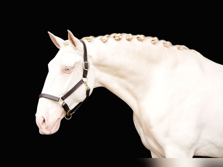 Lusitano Gelding 10 years 16 hh Perlino in Loxahatchee, FL