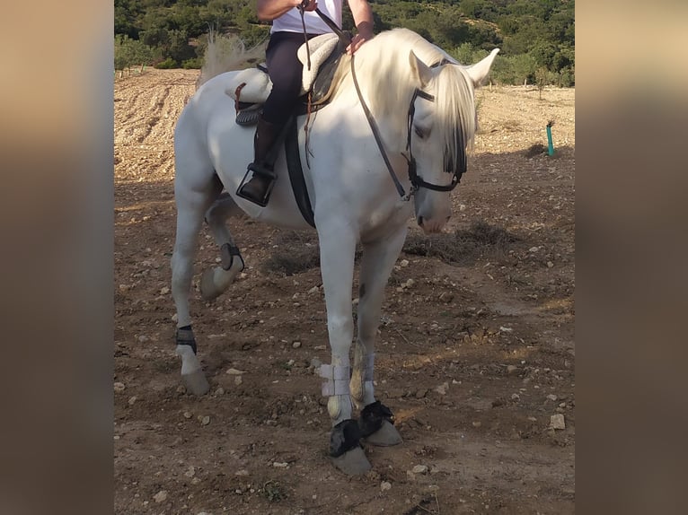 Lusitano Gelding 10 years 16 hh White in Colmenar de Oreja