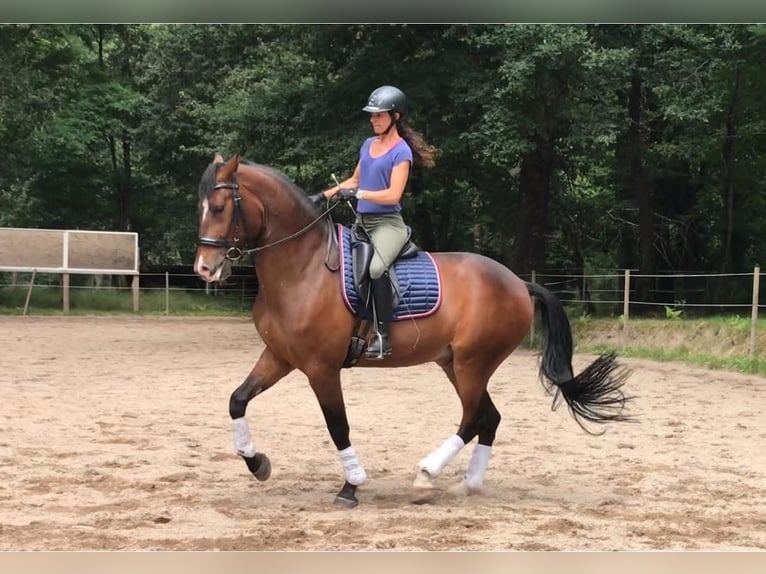 Lusitano Gelding 10 years 16,1 hh Bay-Dark in Reignac