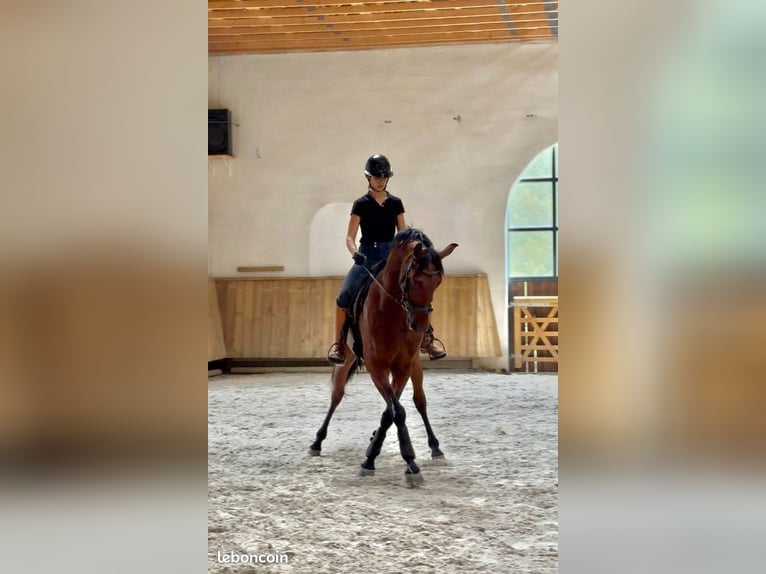 Lusitano Gelding 10 years 16,1 hh Brown in Le Cailar