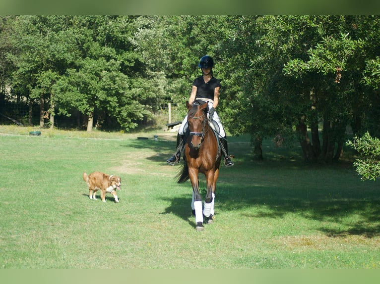Lusitano Gelding 10 years 16,1 hh Brown in Le Cailar