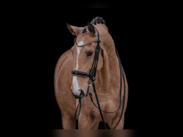 Lusitano Gelding 10 years 16,1 hh Buckskin in Wehringen