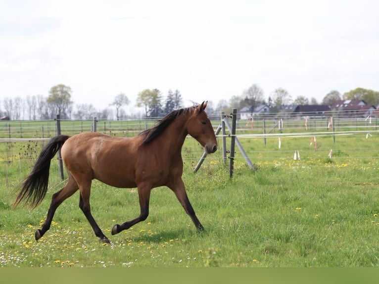 Lusitano Gelding 10 years Brown in Haar
