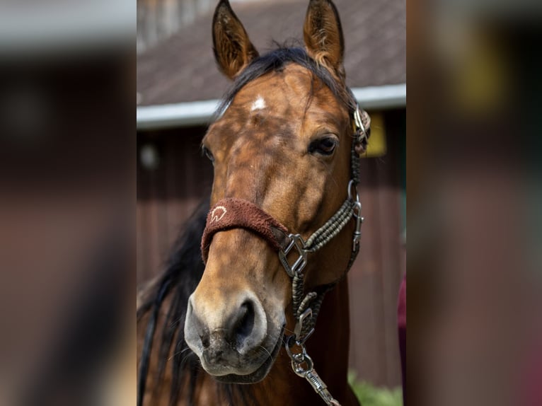 Lusitano Gelding 10 years Brown in Haar