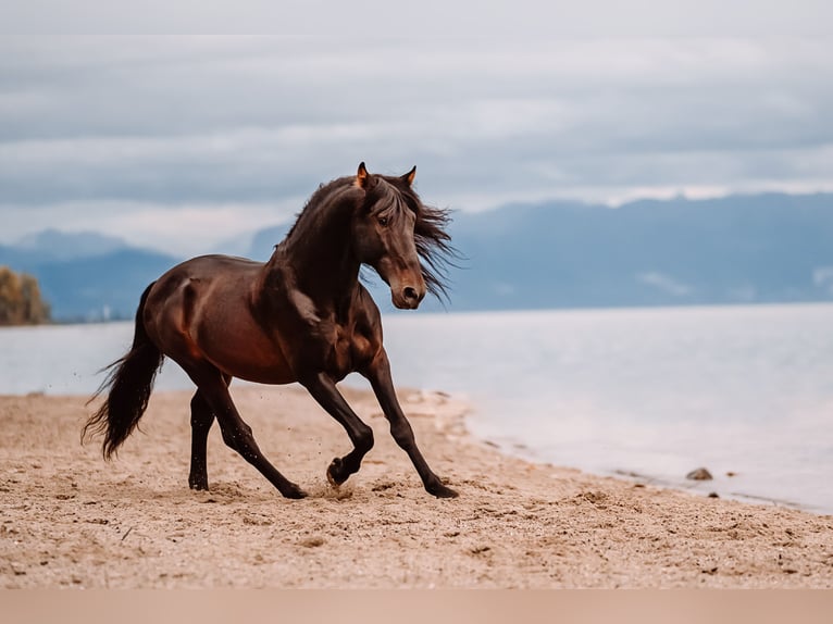 Lusitano Mix Gelding 10 years Brown in &#xDC;berlingen