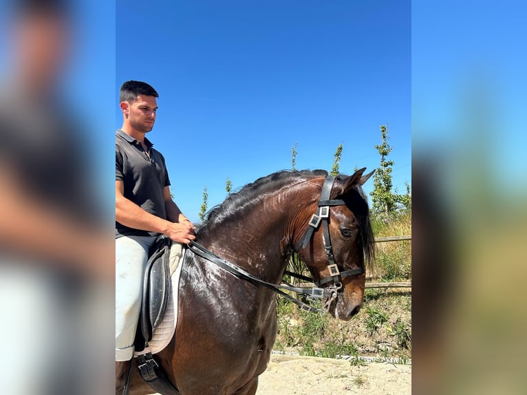 Lusitano Gelding 11 years 15,1 hh Brown in Cadaval