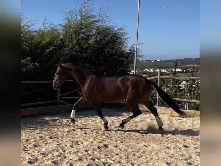 Lusitano Gelding 11 years 15,1 hh Brown in Cadaval