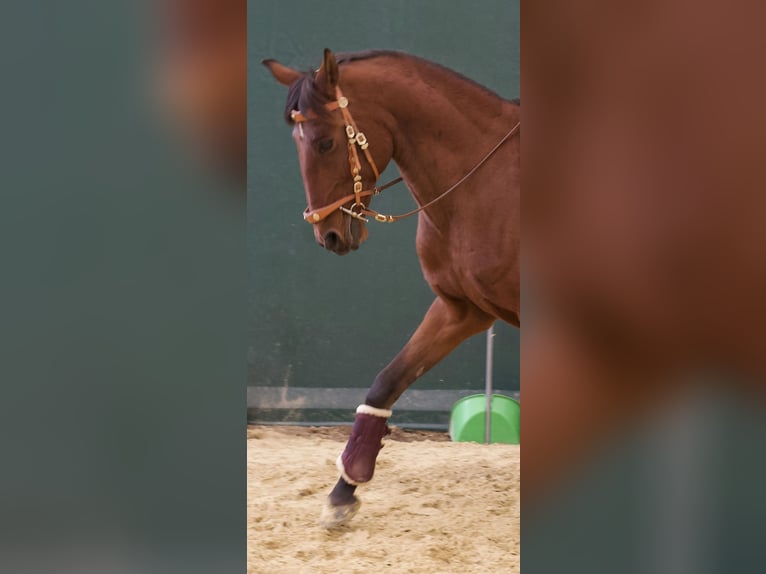Lusitano Gelding 11 years 15.2 hh Brown in Geldern