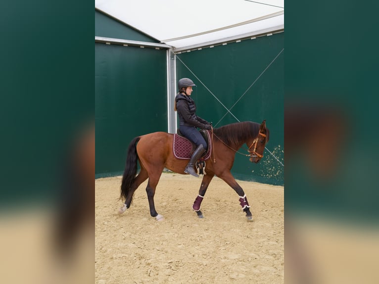Lusitano Gelding 11 years 15.2 hh Brown in Geldern