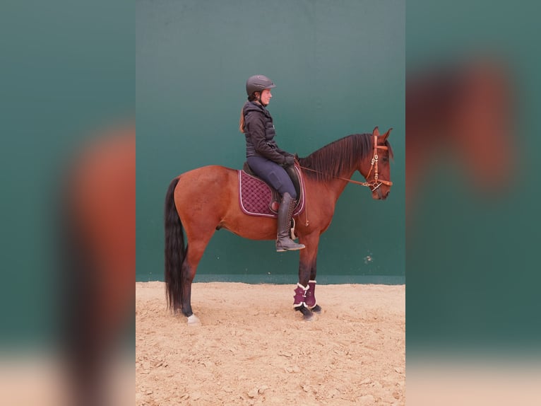 Lusitano Gelding 11 years 15.2 hh Brown in Geldern