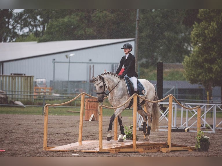 Lusitano Gelding 11 years 15.2 hh Grey in Vaggeryd