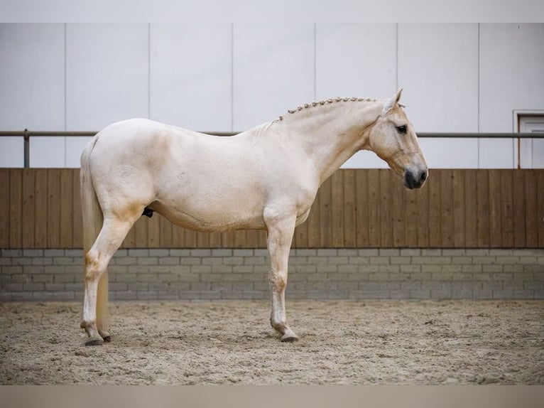 Lusitano Gelding 11 years 15,2 hh Palomino in Dalen