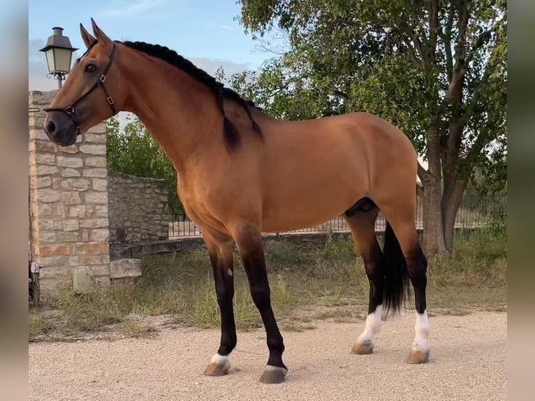 Lusitano Gelding 11 years 15,3 hh Dun in Xàtiva