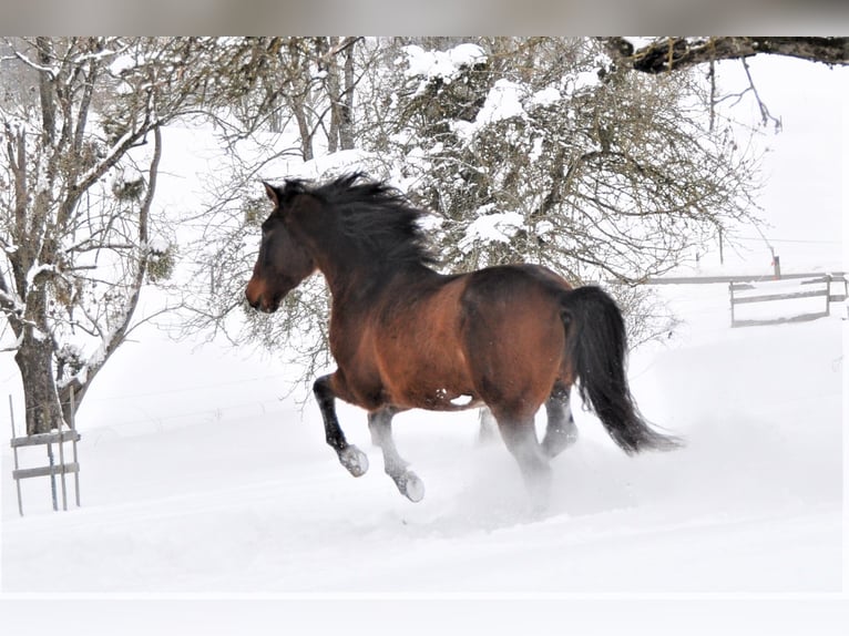 Lusitano Gelding 11 years 15 hh Brown in Wildeck