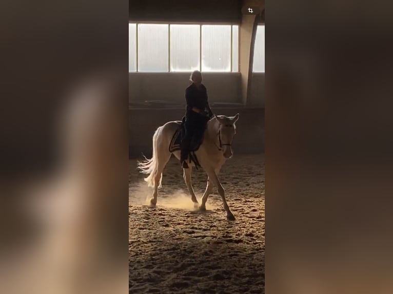 Lusitano Gelding 11 years 15,1 hh Cremello in Magdeburg