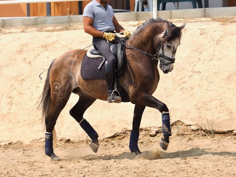 Lusitano Gelding 11 years 15,2 hh Grey in Navas Del Madroño