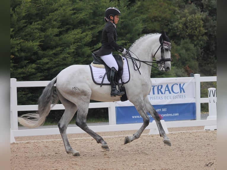 Lusitano Gelding 11 years 16,1 hh Gray in Pobes