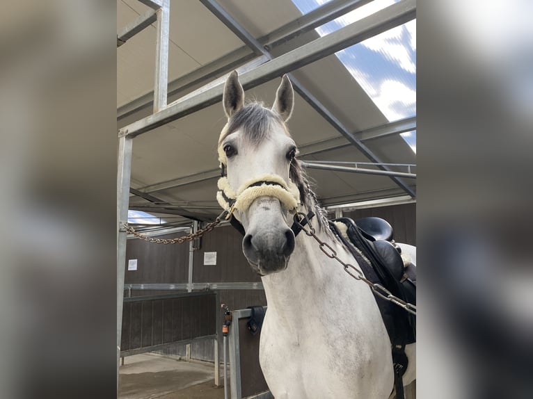 Lusitano Gelding 11 years 16,1 hh Gray in Pobes