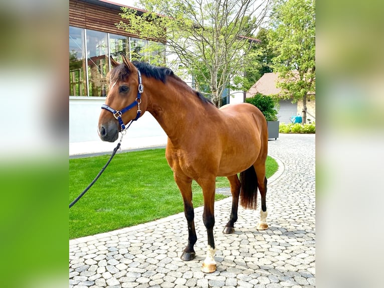 Lusitano Gelding 11 years 16 hh Brown in NeusäßNeusäß