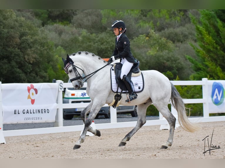 Lusitano Gelding 11 years 16 hh Gray in Pobes