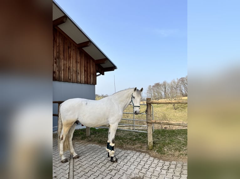 Lusitano Gelding 11 years 16 hh Gray in Bad Griesbach im Rottal