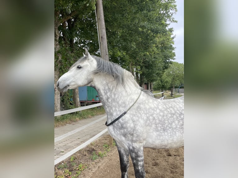 Lusitano Mix Gelding 11 years 16 hh Grey-Dapple in Kempen