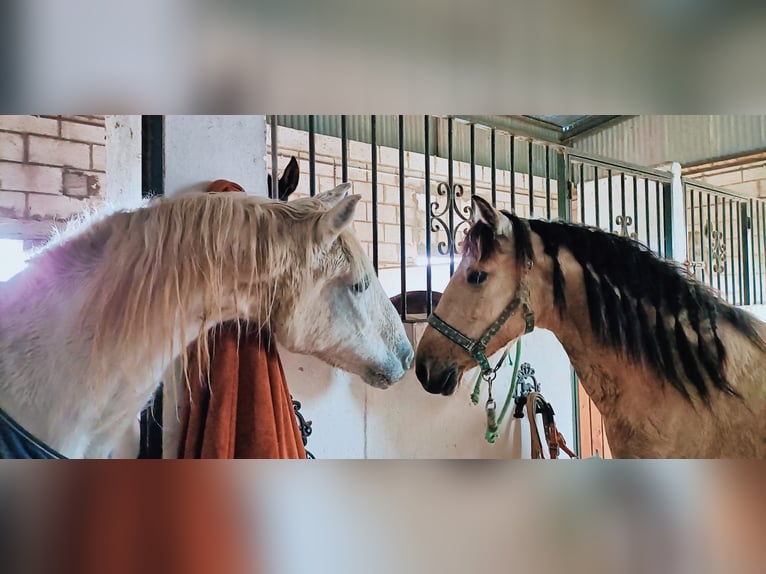 Lusitano Mix Gelding 12 years 14.3 hh Dun in Jerez de la Frontera