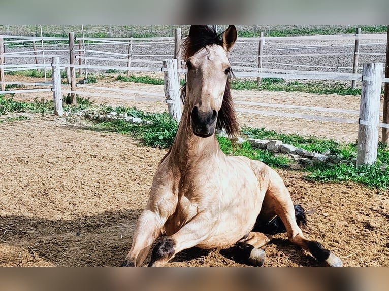 Lusitano Mix Gelding 12 years 14.3 hh Dun in Jerez de la Frontera