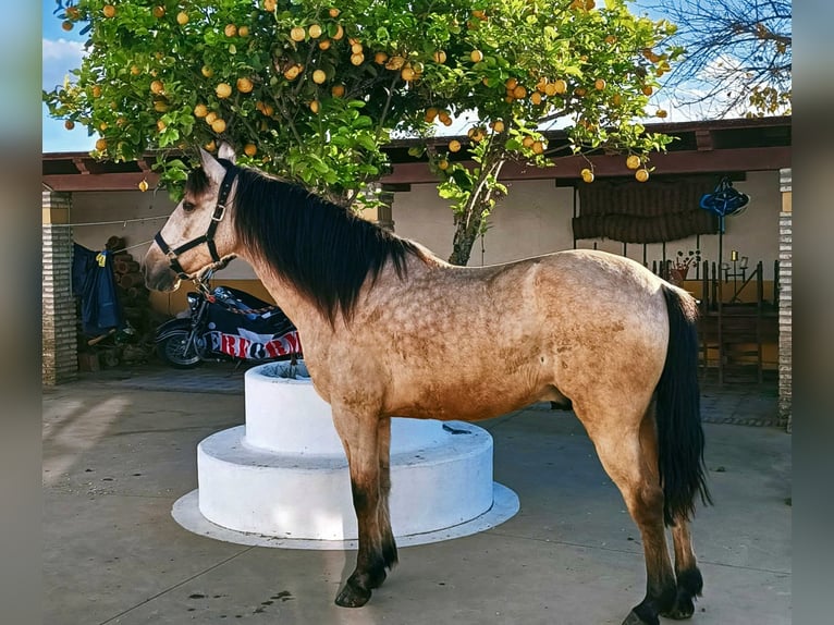 Lusitano Mix Gelding 12 years 14,3 hh Dun in Jerez de la Frontera