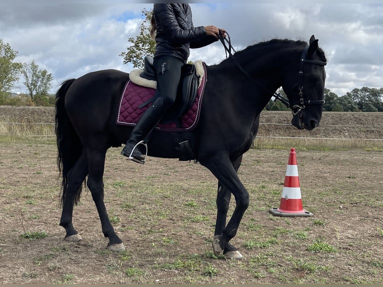 Lusitano Gelding 12 years 15,1 hh Black in Bingen am Rhein