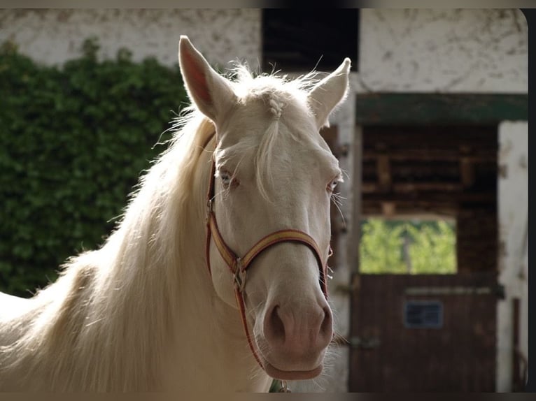 Lusitano Gelding 12 years 15.1 hh Cremello in Zehlendorf