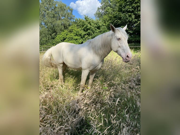 Lusitano Gelding 12 years 15.1 hh Cremello in Zehlendorf