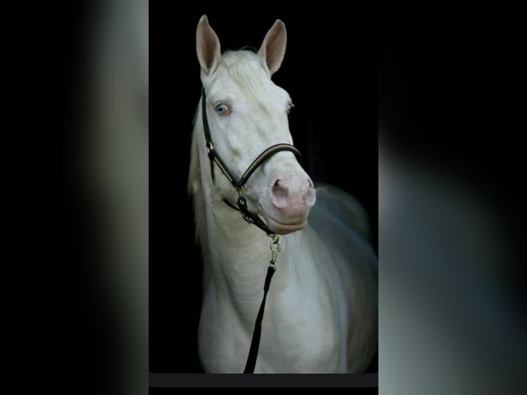 Lusitano Gelding 12 years 15.1 hh Cremello in Zehlendorf