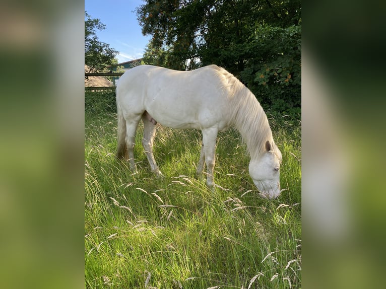 Lusitano Gelding 12 years 15.1 hh Cremello in Zehlendorf