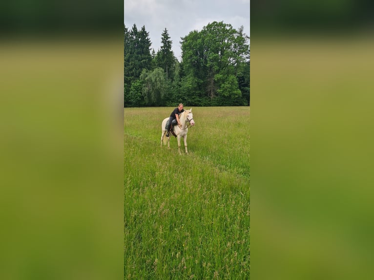 Lusitano Gelding 12 years 15.1 hh Cremello in Simmern