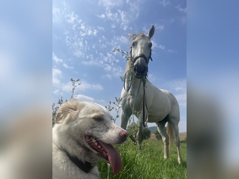 Lusitano Gelding 12 years 15,1 hh Gray in Elxleben