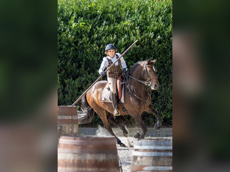Lusitano Gelding 12 years 15.2 hh Bay-Dark in Bergen op Zoom